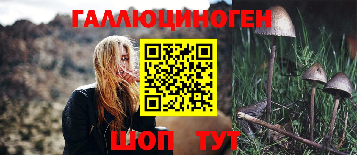 Галлюциногенные грибы Psilocybe  Вход с VPN  Амурск  Галлюциногенные грибы мицелий 
